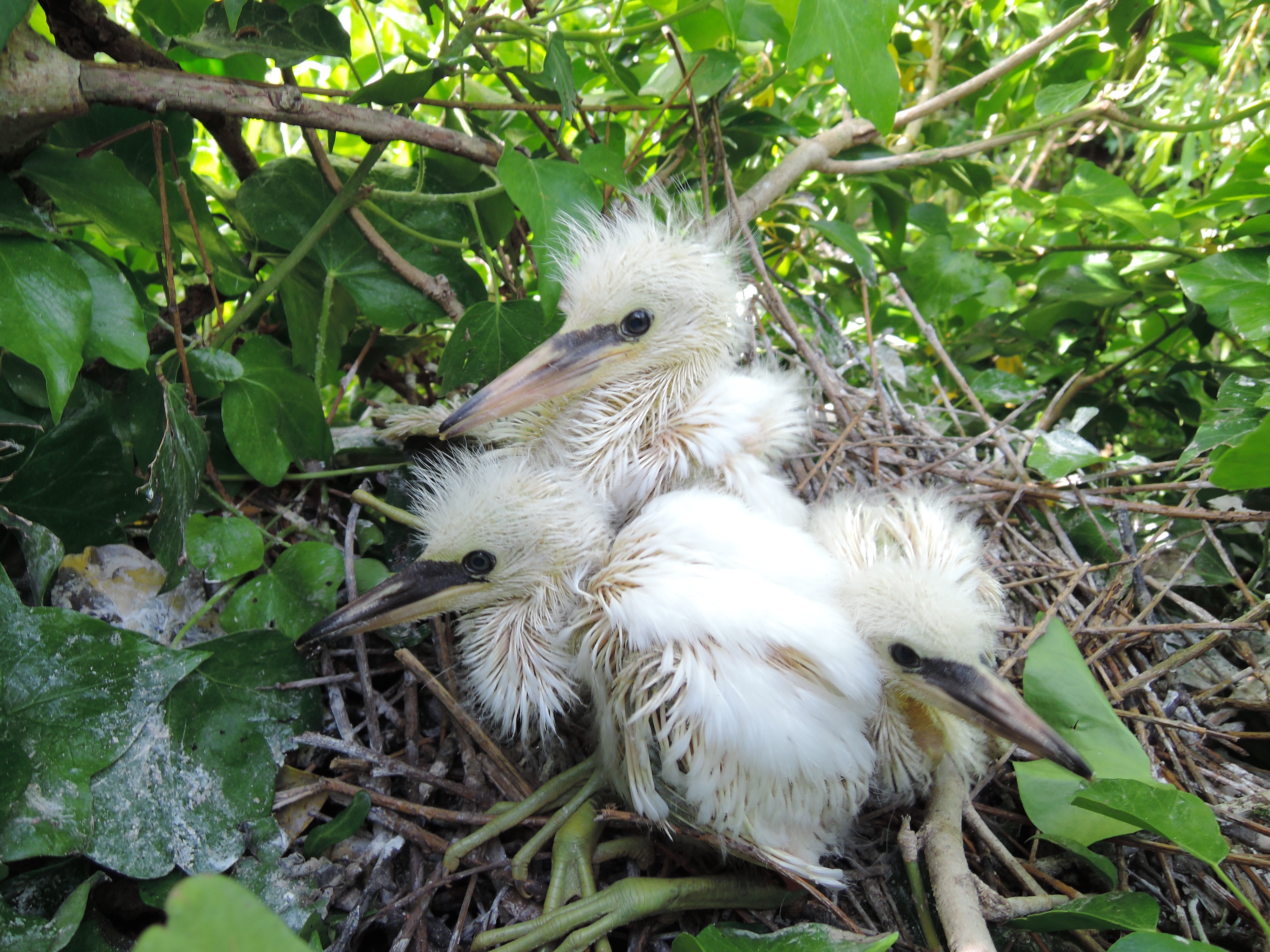 Little Egret Chicks in Nest   Verulamium Lake 30 May 2015