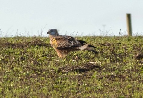 Glos red kite wing tagged red kite hawling thumbnail d850 hawling 41120 2284 ex philchris
