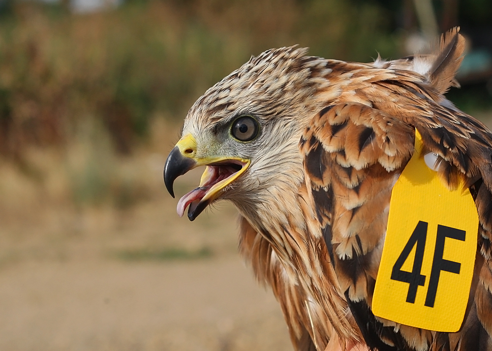 Red Kite ringed 2018 August 006 copy